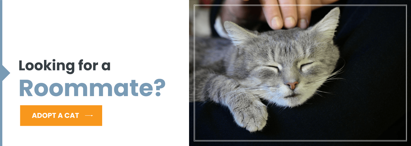 adopt-a-cat