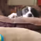 Piper